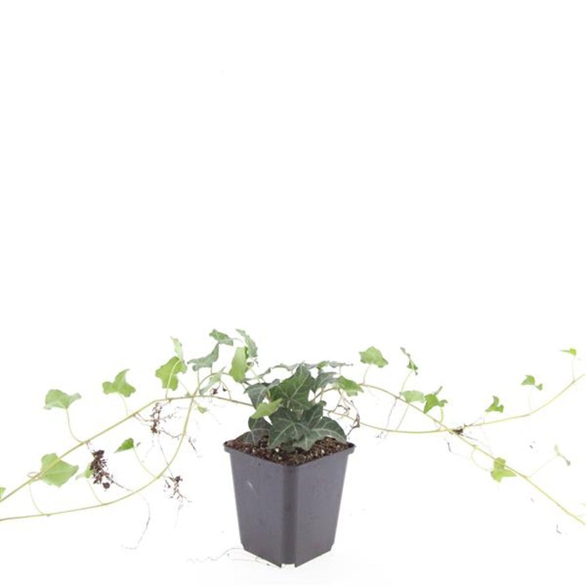 Hedera helix 9cm Pot