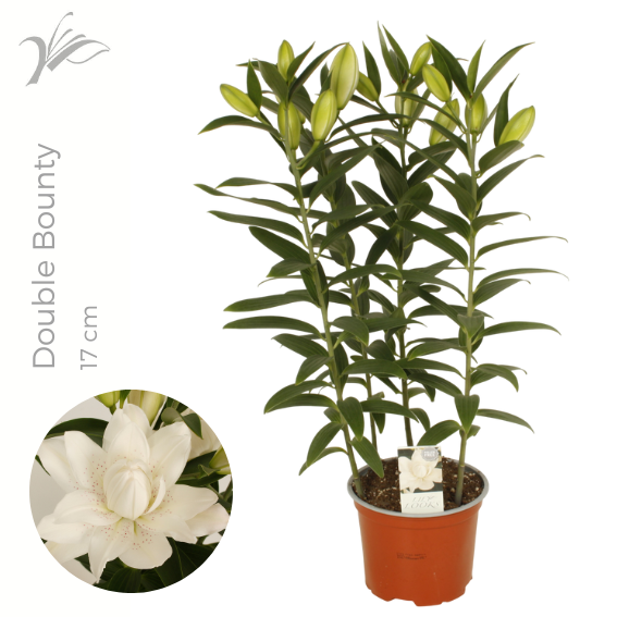 Lilium or. Sunny Double Bounty 55cm 17cm Pot