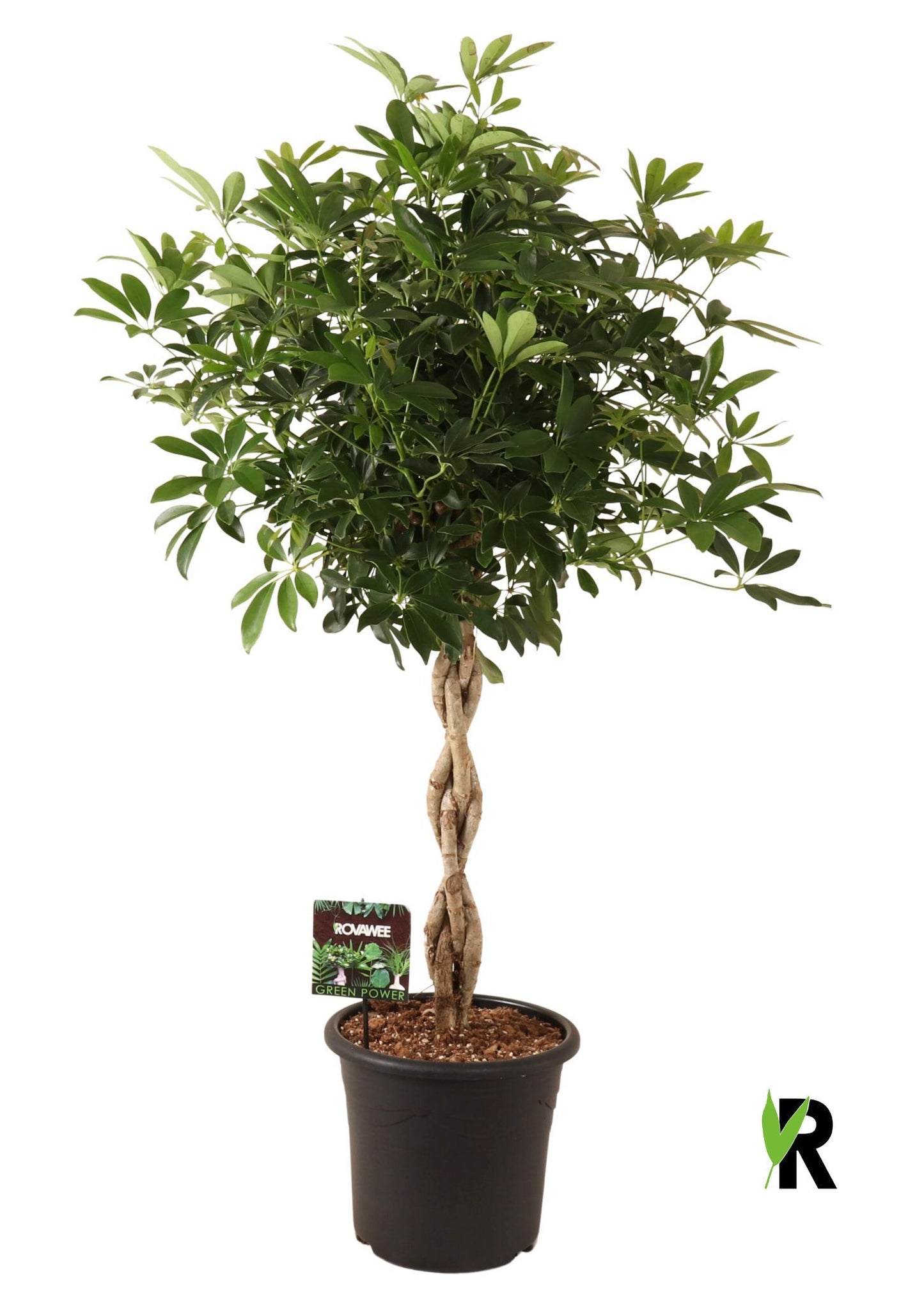 Schefflera Compacta 140cm 32cm Pot