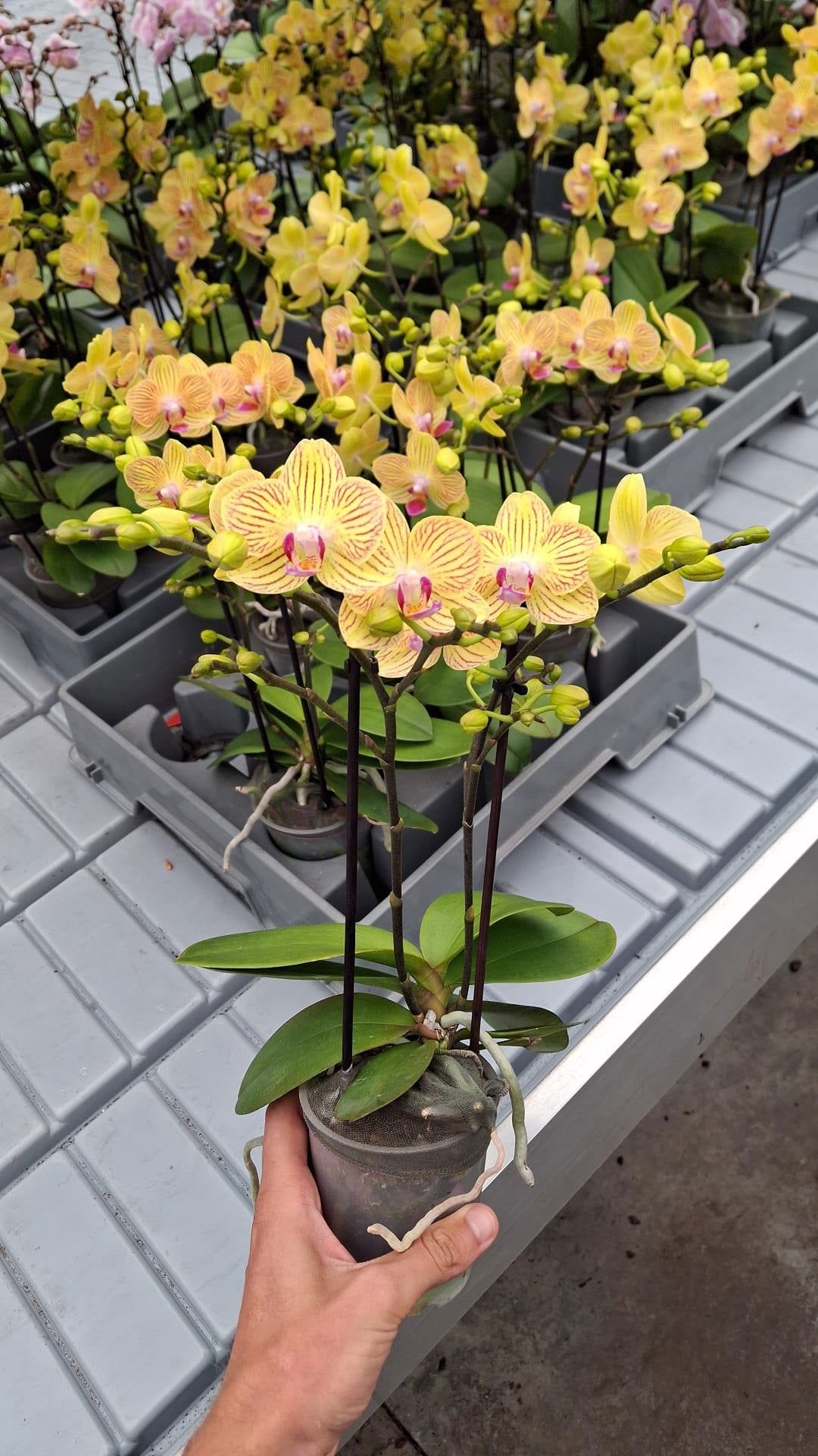 Phalaenopsis yellow 30cm 9cm Pot