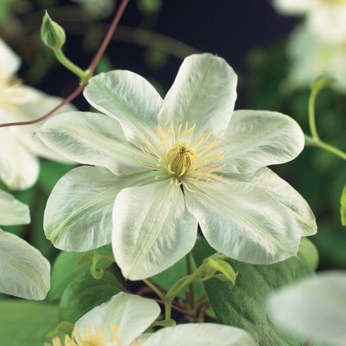 Clematis Guernsey Cream 40cm 11cm Pot