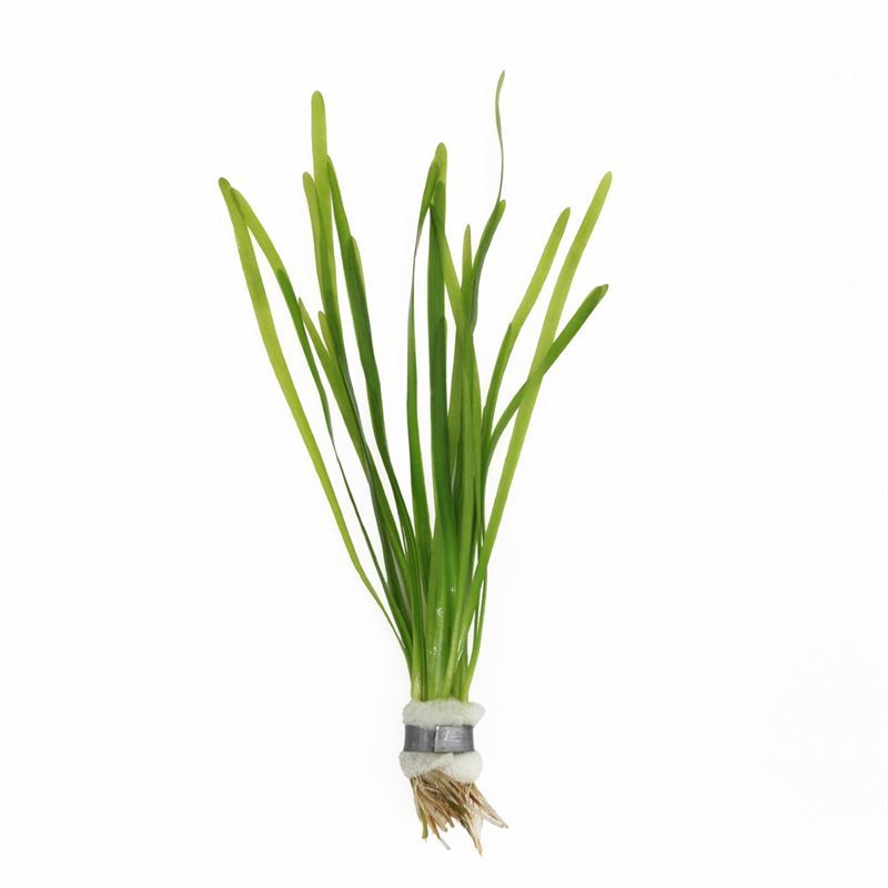 Vallisneria asiatica 5cm 2cm Pot
