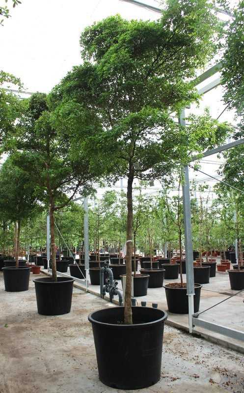Plants 525cm 96cm Pot