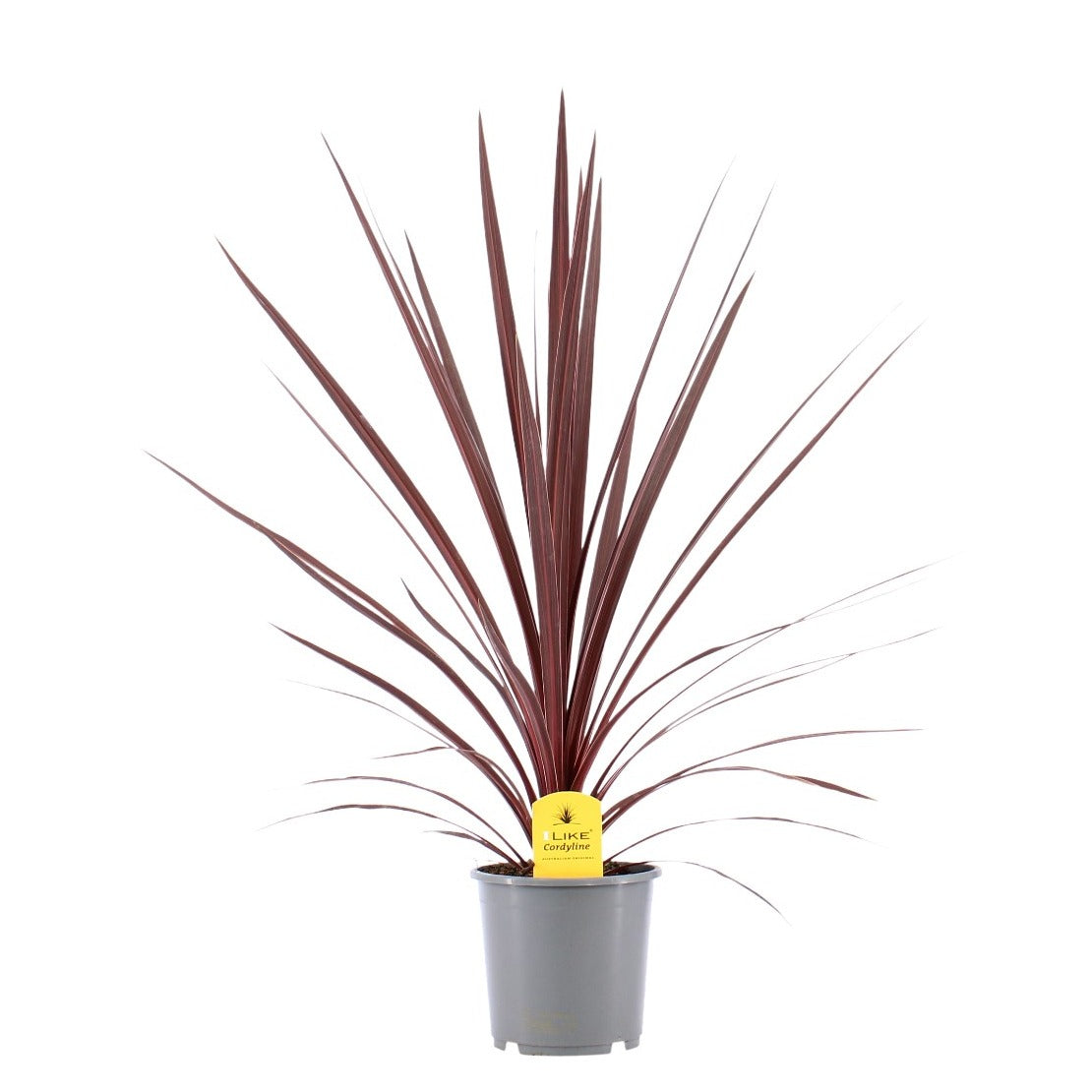 Cordyline australis Red Star 70cm 17cm Pot