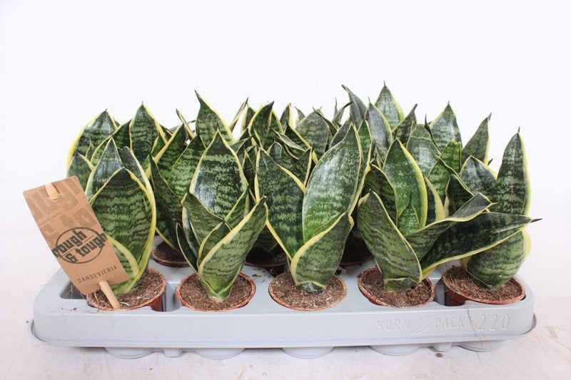 Sansevieria Golden Hahnii 15cm 6cm Pot
