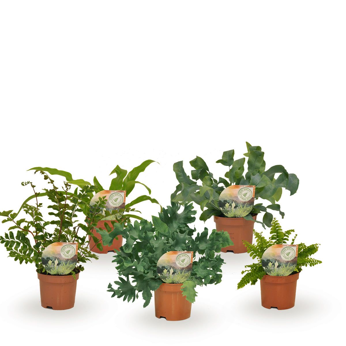 Raadschelders Varens Ferns mix Pack of 18