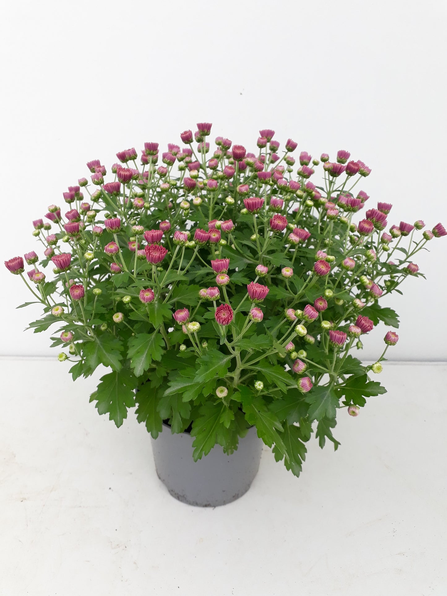 Chrysanthemum Soul Sister Dark Pink 25cm 14cm Pot