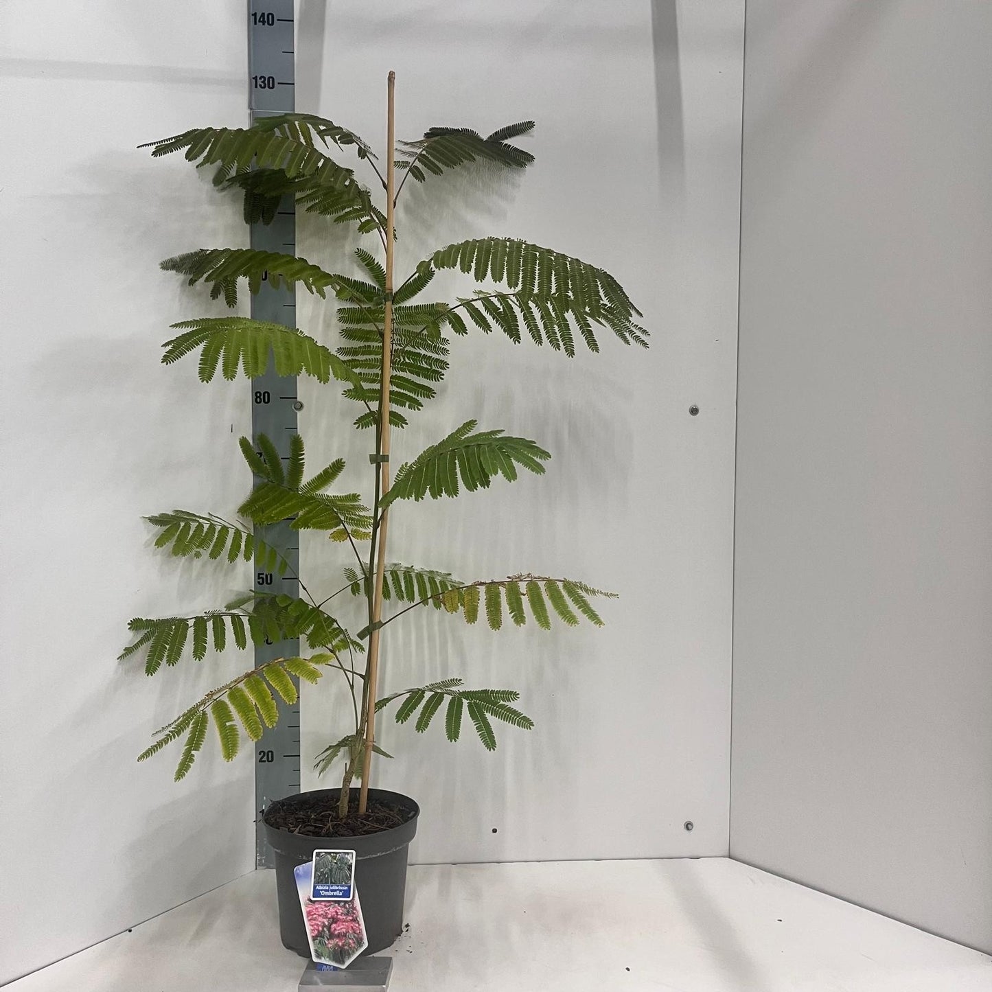 Albizia julibrissin 110cm 23cm Pot