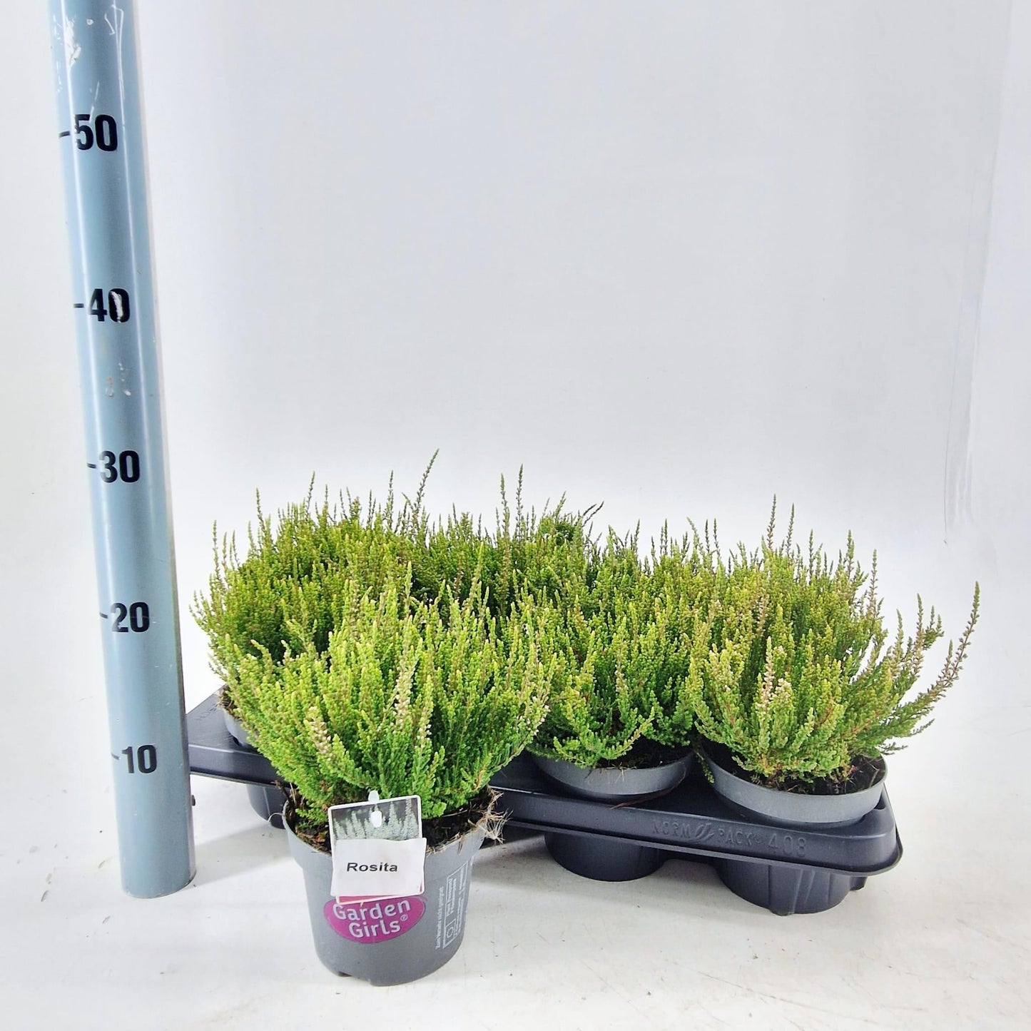 Calluna Garden Girls Rosita 15cm 13cm Pot