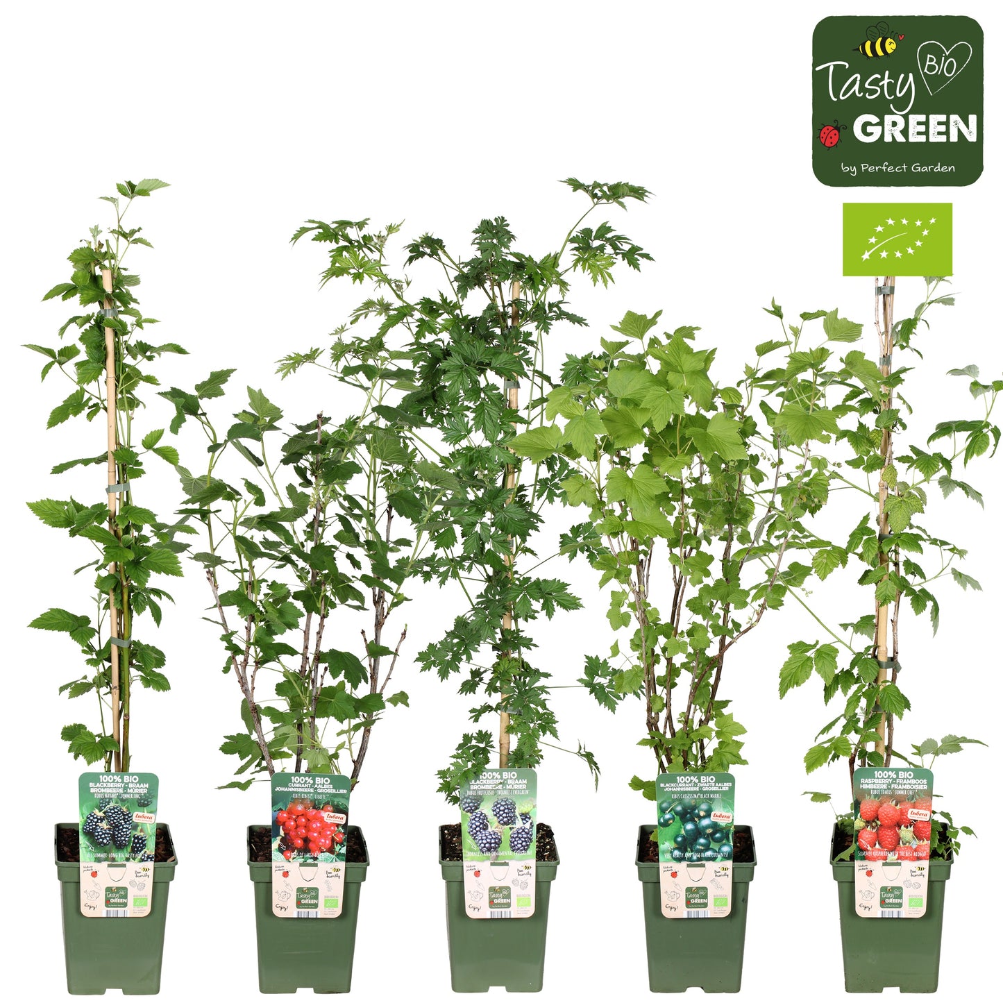 Fruit shrubs mix 100cm 23cm Pot