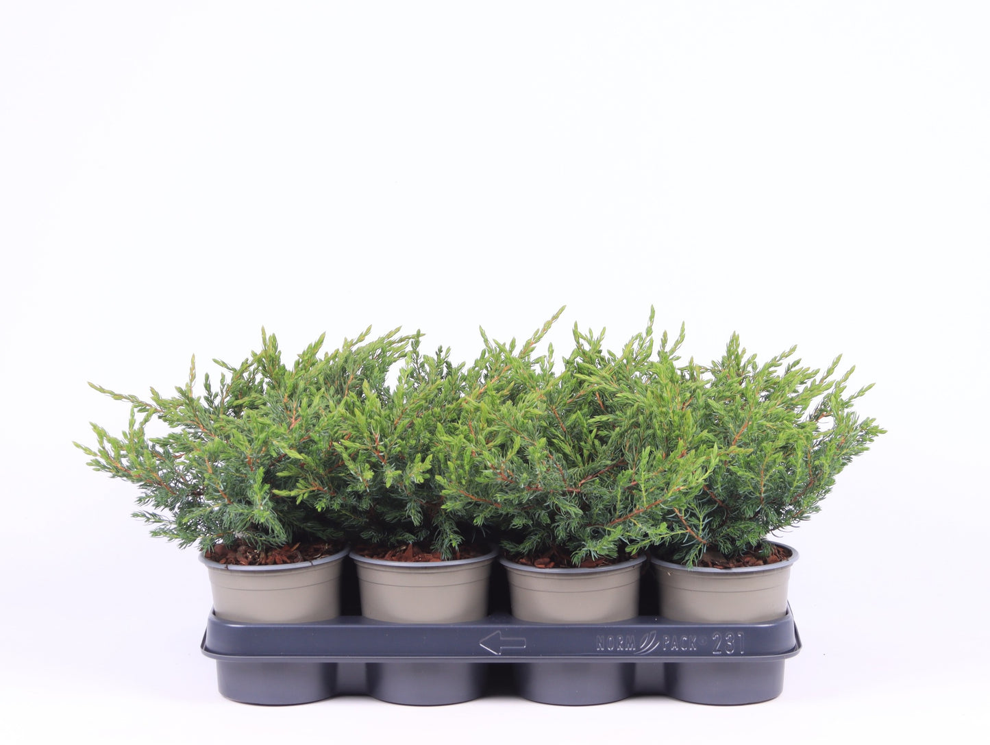 Juniperus Repanda 20cm 11cm Pot