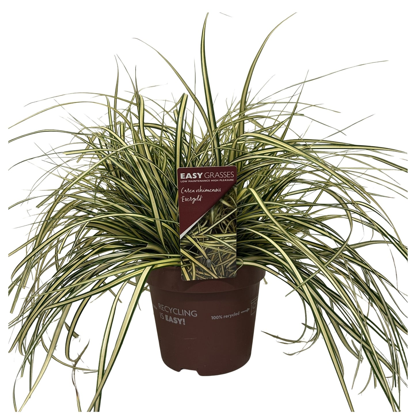 Allure Tuinplanten BV i.o. Carex hach. Evergold Pack of 6