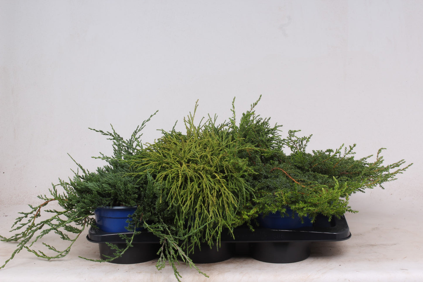 Ground cover conifer mix 25cm 17cm Pot