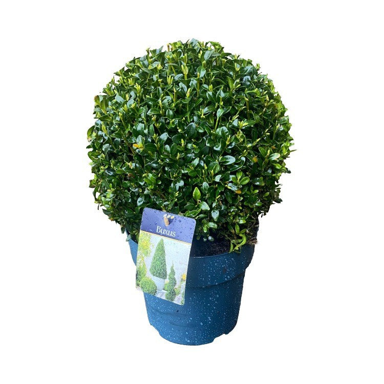 Buxus sempervirens ball 45cm 23cm Pot
