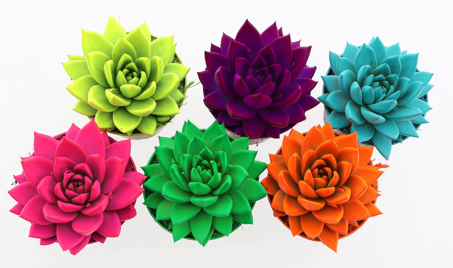 Euro Cactus Holland Bv Rainbow neon mix Pack of 8