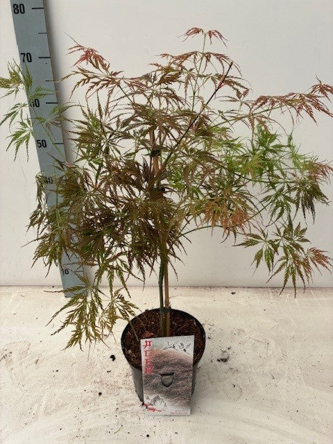 Acer Ornatum 60cm 19cm Pot