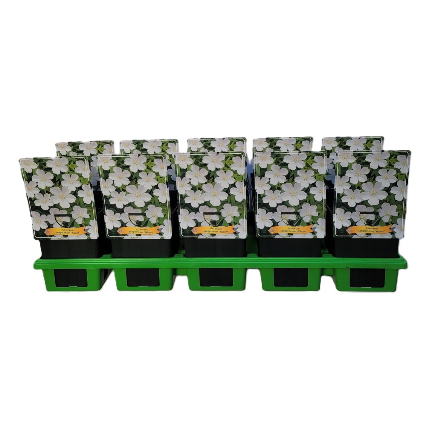 Geranium Album (Hardy) 25cm 11cm Pot