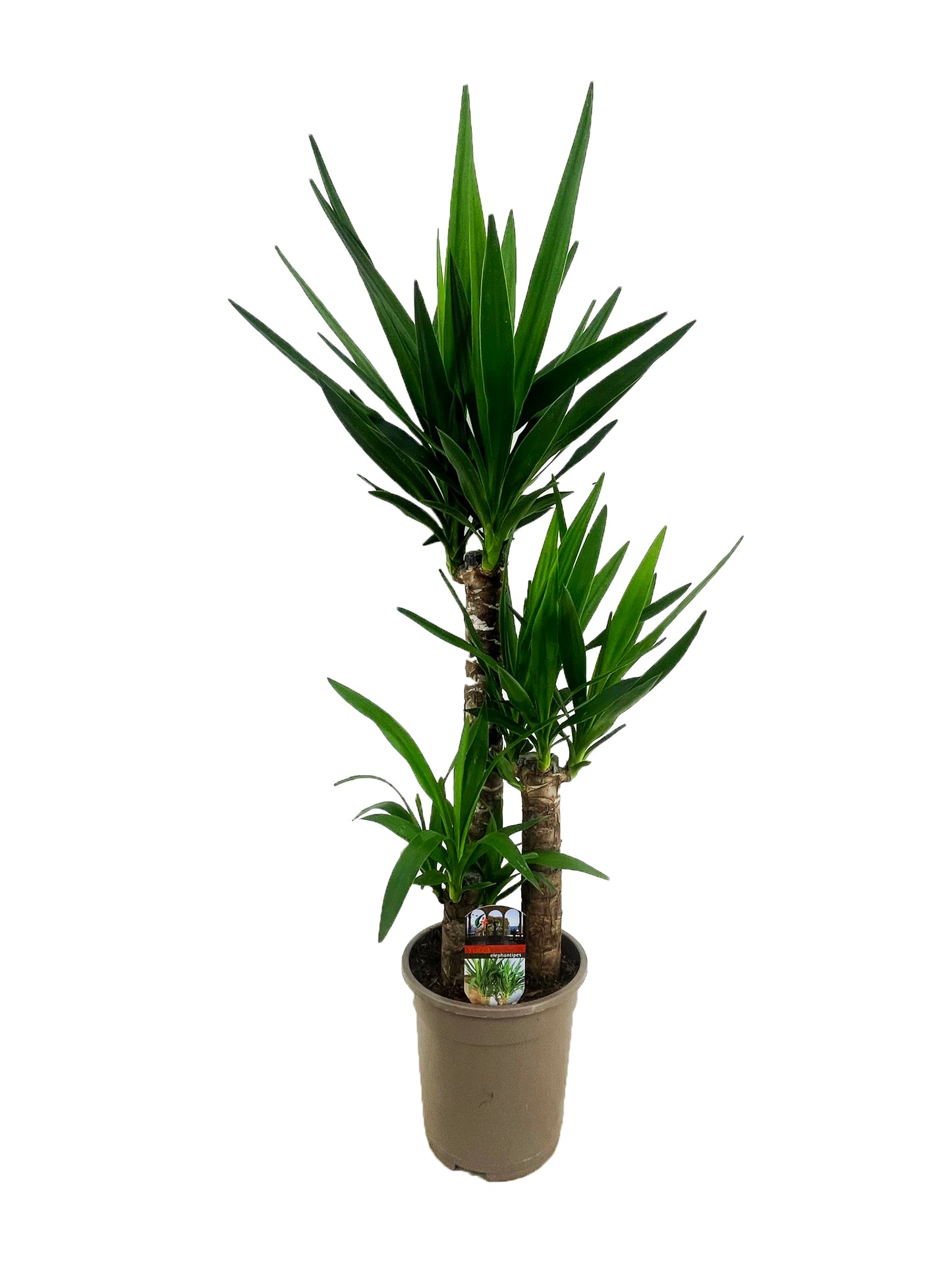 Luiten Kwekerij BV Yucca 60-30-20 Pack of 1