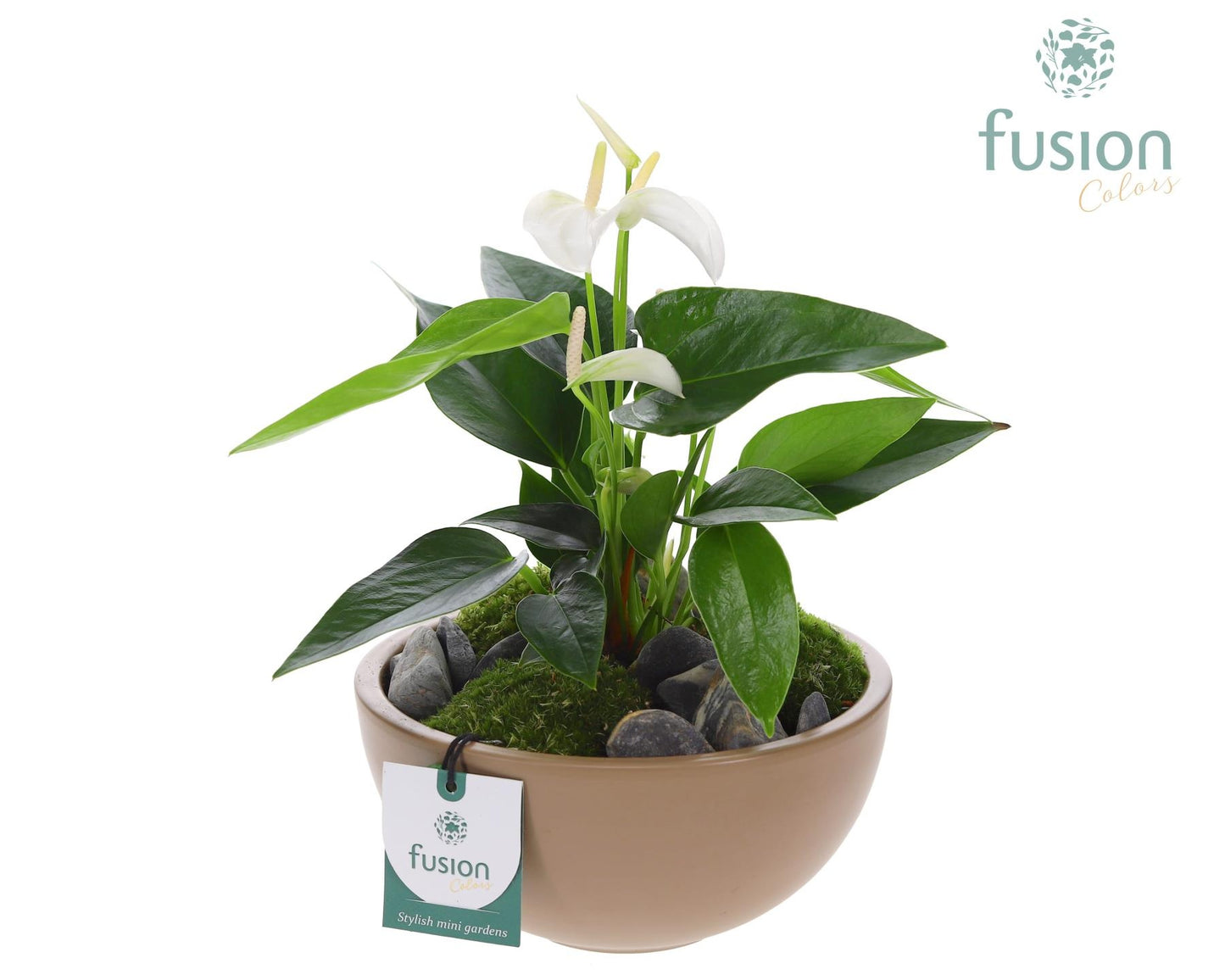 Schaal keramiek Moon Medium blush pink met Anthurium 29cm 18cm Pot