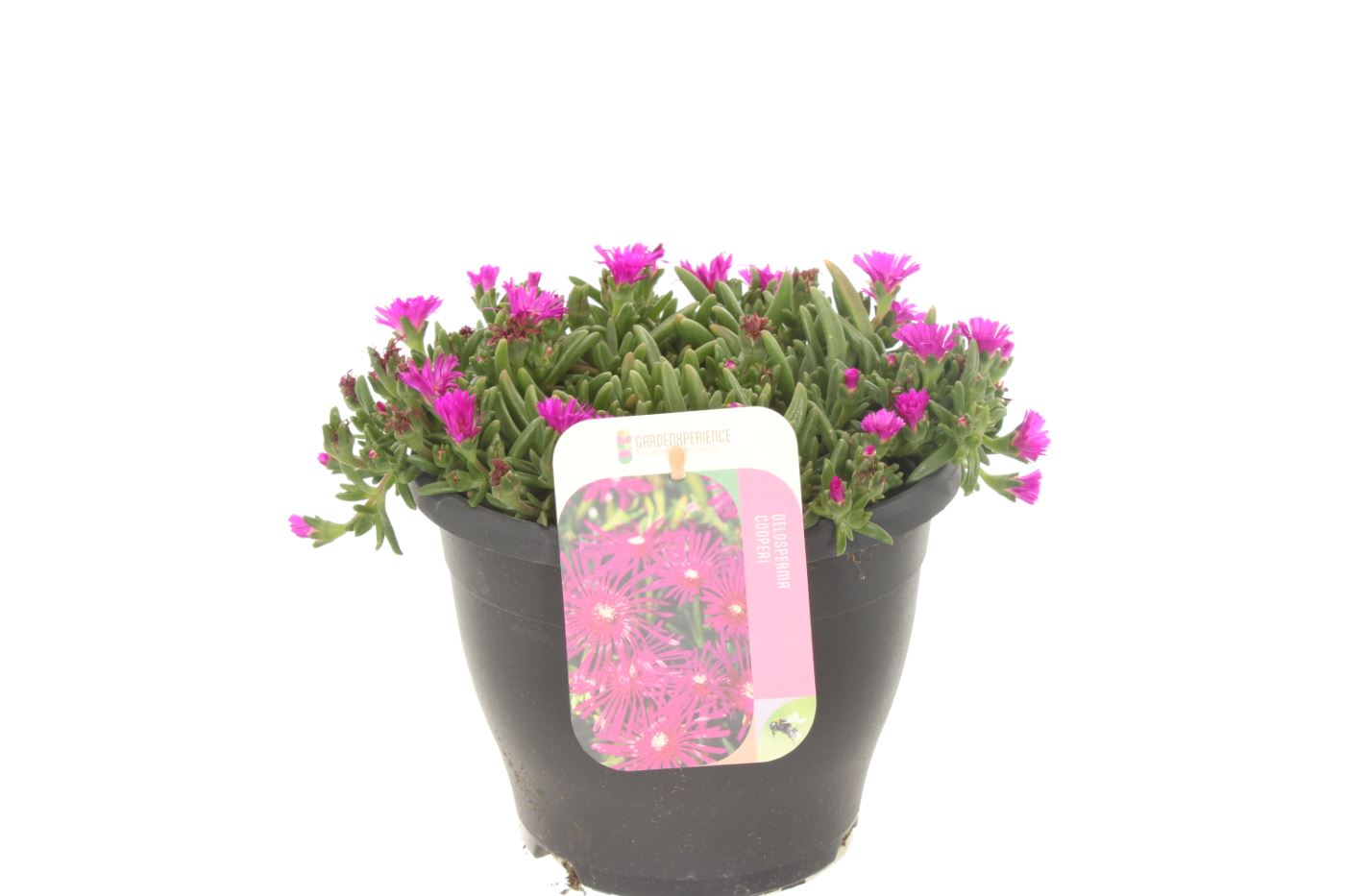 Delosperma cooperi 30cm 23cm Pot