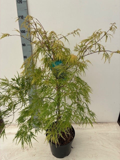 Acer Dissectum 100cm 26cm Pot