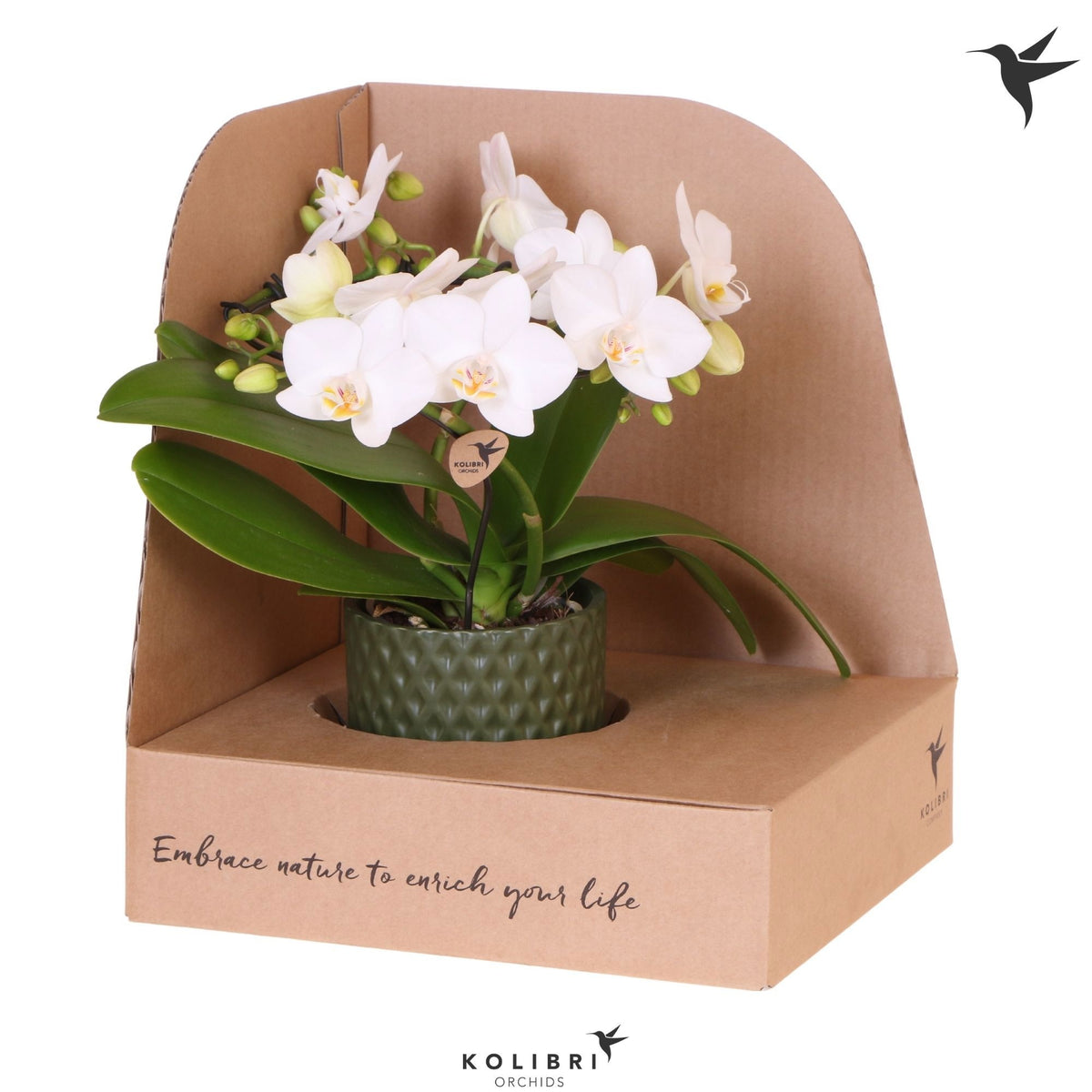 Phalaenopsis multiflora white 30cm 9cm Pot