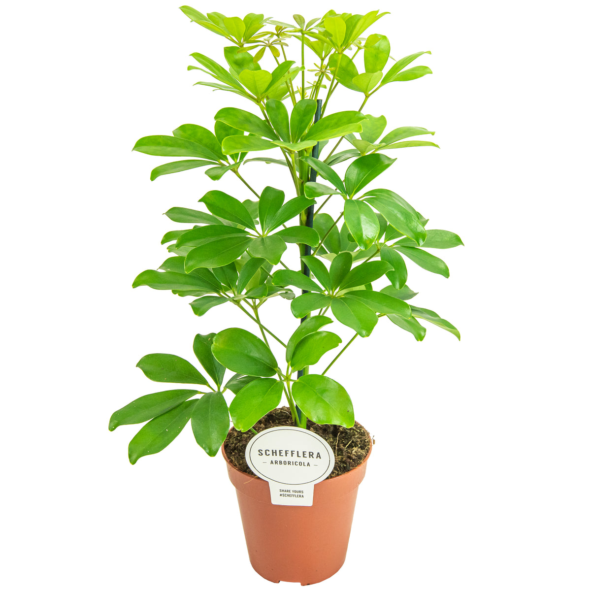Schefflera Nora 45cm 13cm Pot