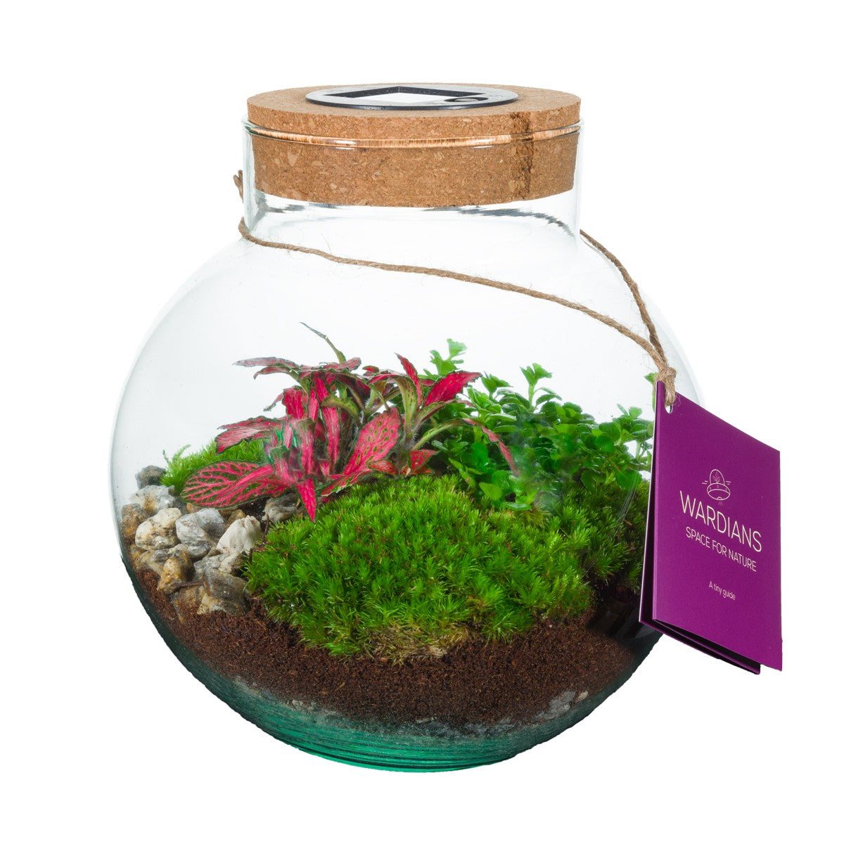 Wardians Terrarium - Venus + SOLAR (LED rechargeable by solar & USB-C) 20cm 20cm Pot