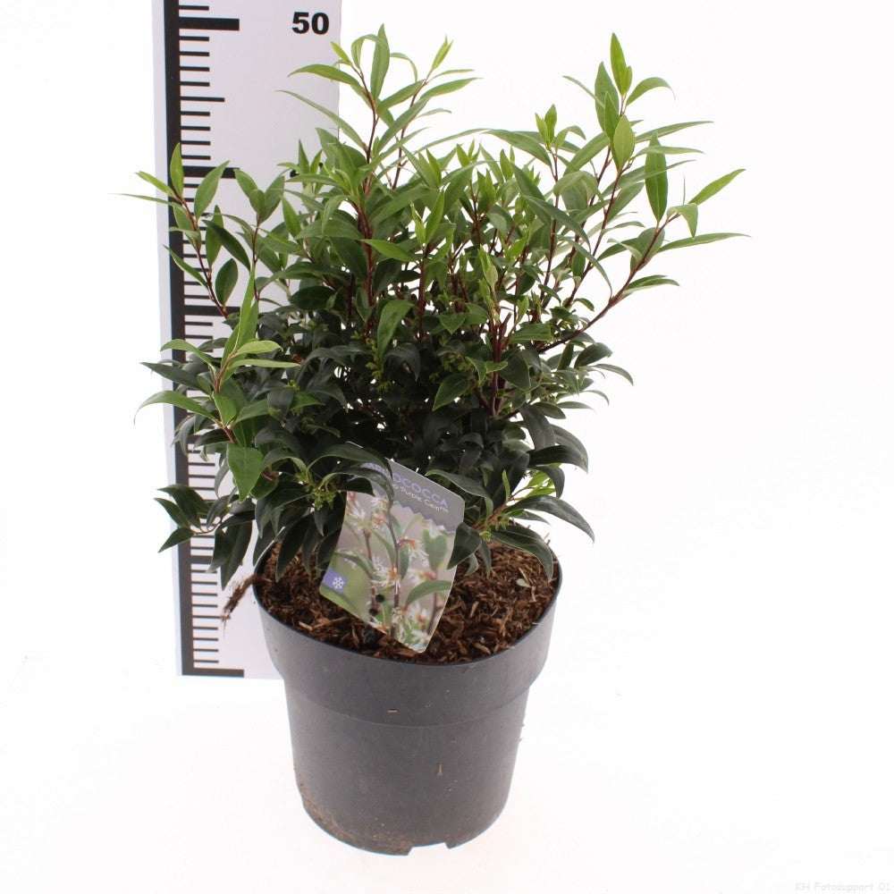 Snepvangers Tuinplanten Sarcococca hookeriana mix Pack of 1