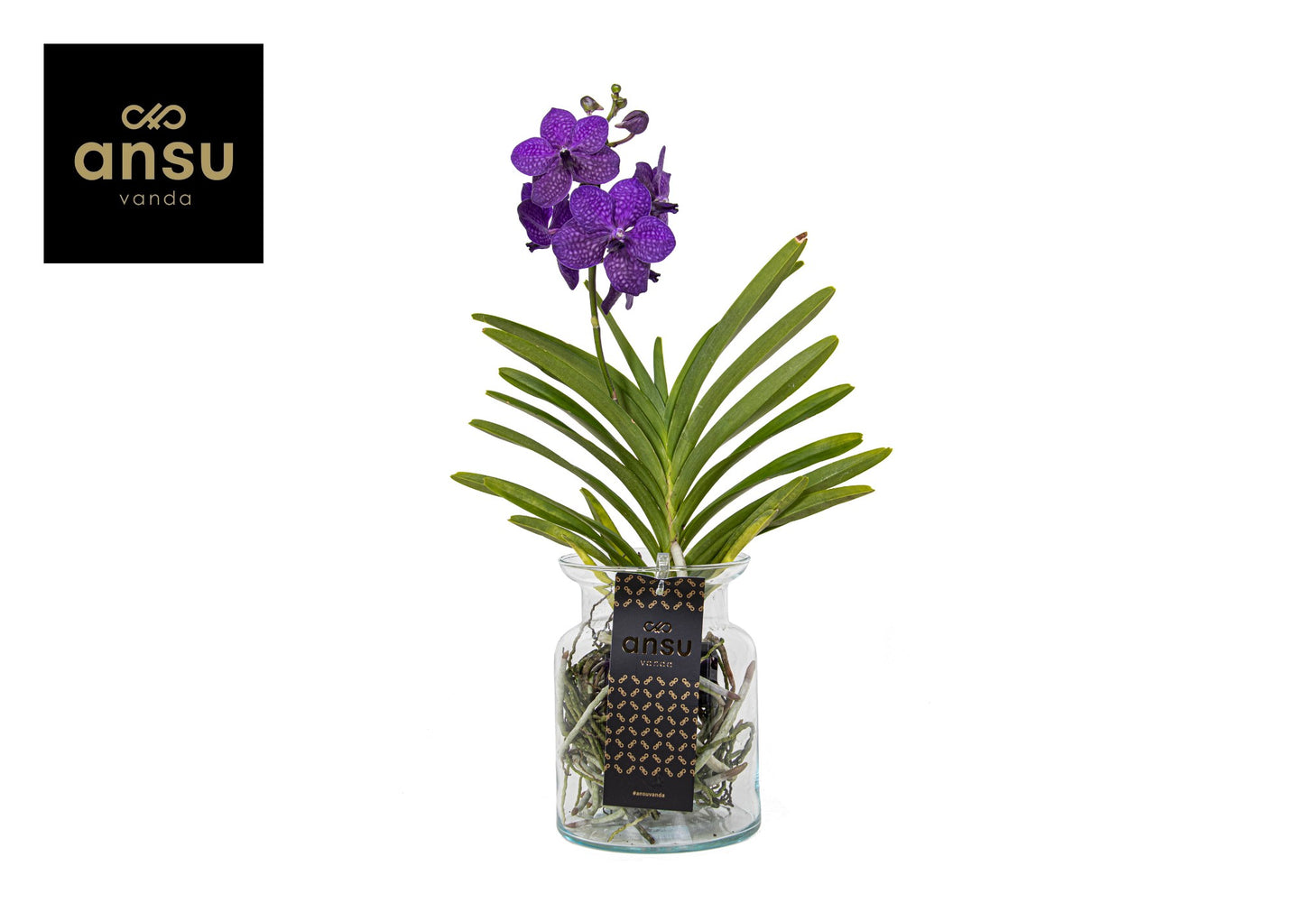 Vanda hybrid 45cm 14cm Pot