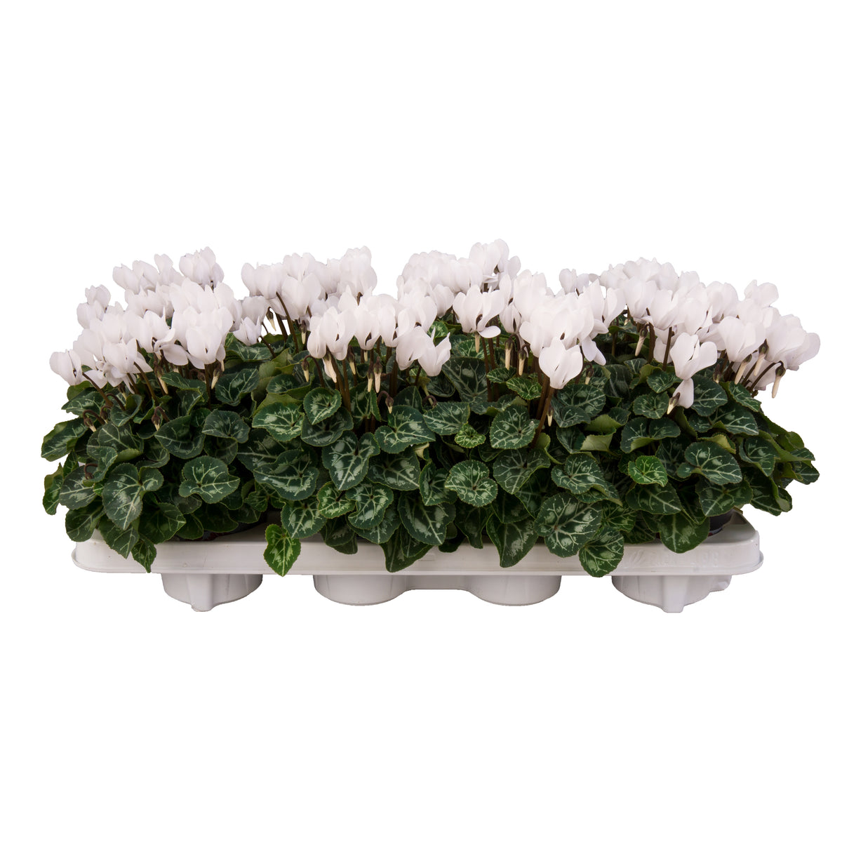 Os, Firma P.A.M. van Cyclamen Carino Pack of 10