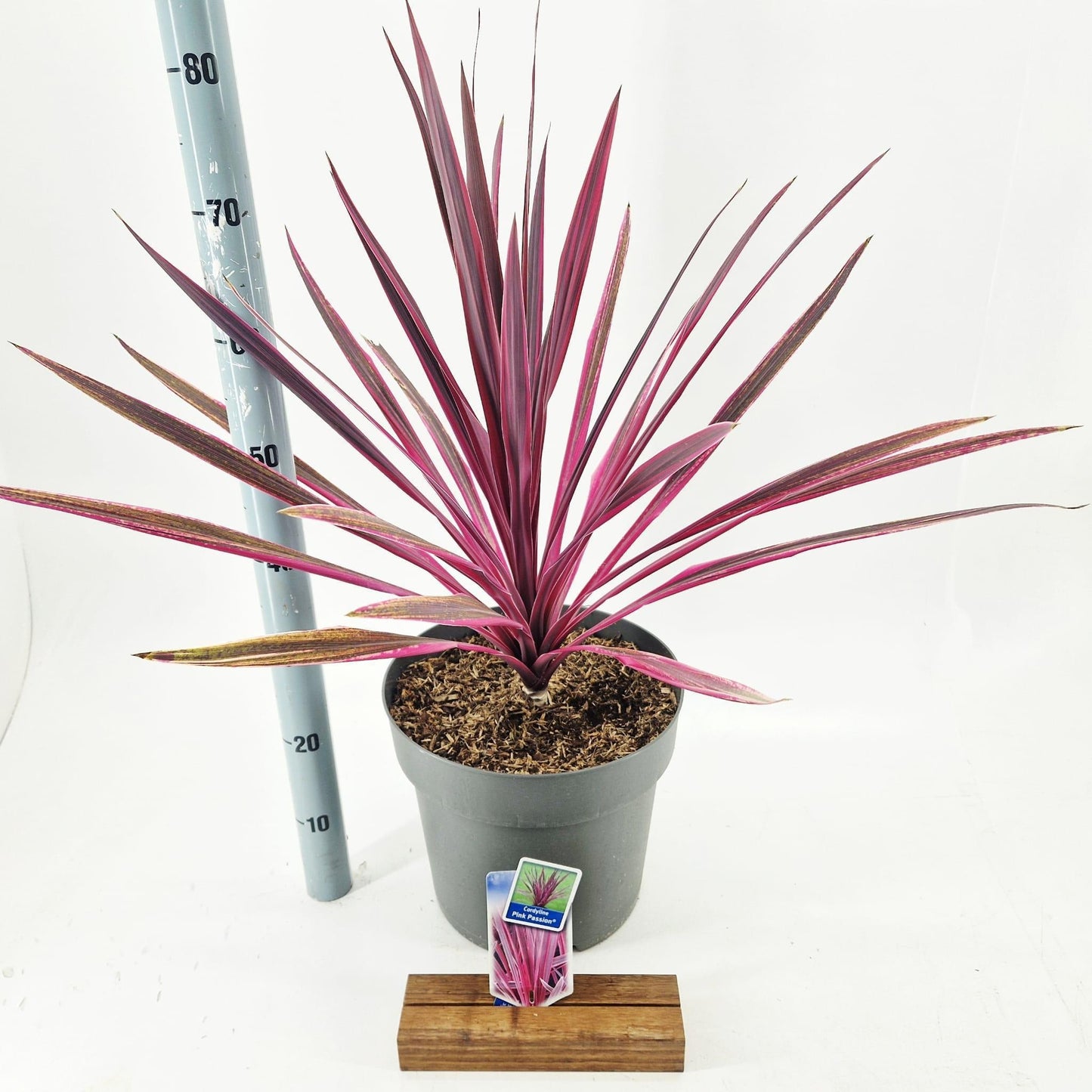 Cordyline 70cm 32cm Pot