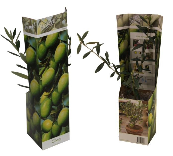 Olea europaea 30cm 9cm Pot