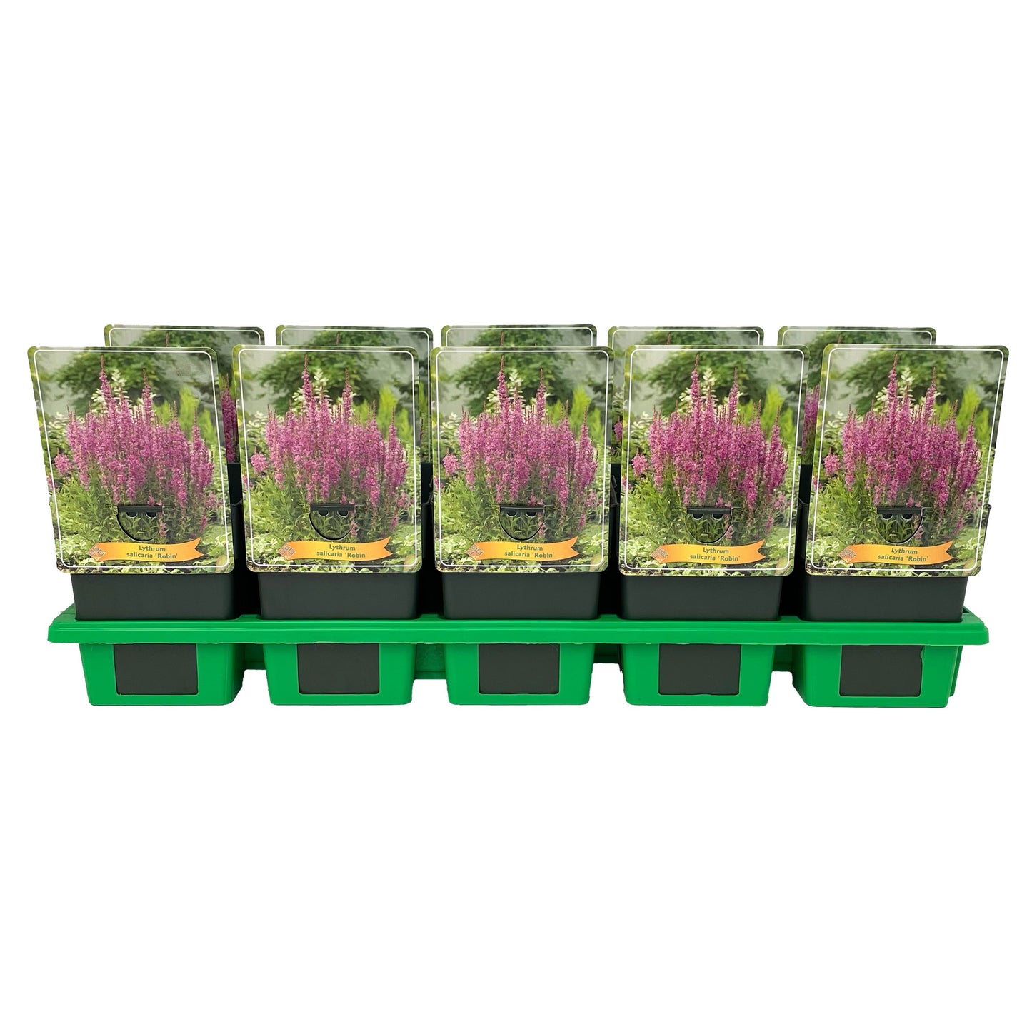 Lythrum Robin 25cm 11cm Pot