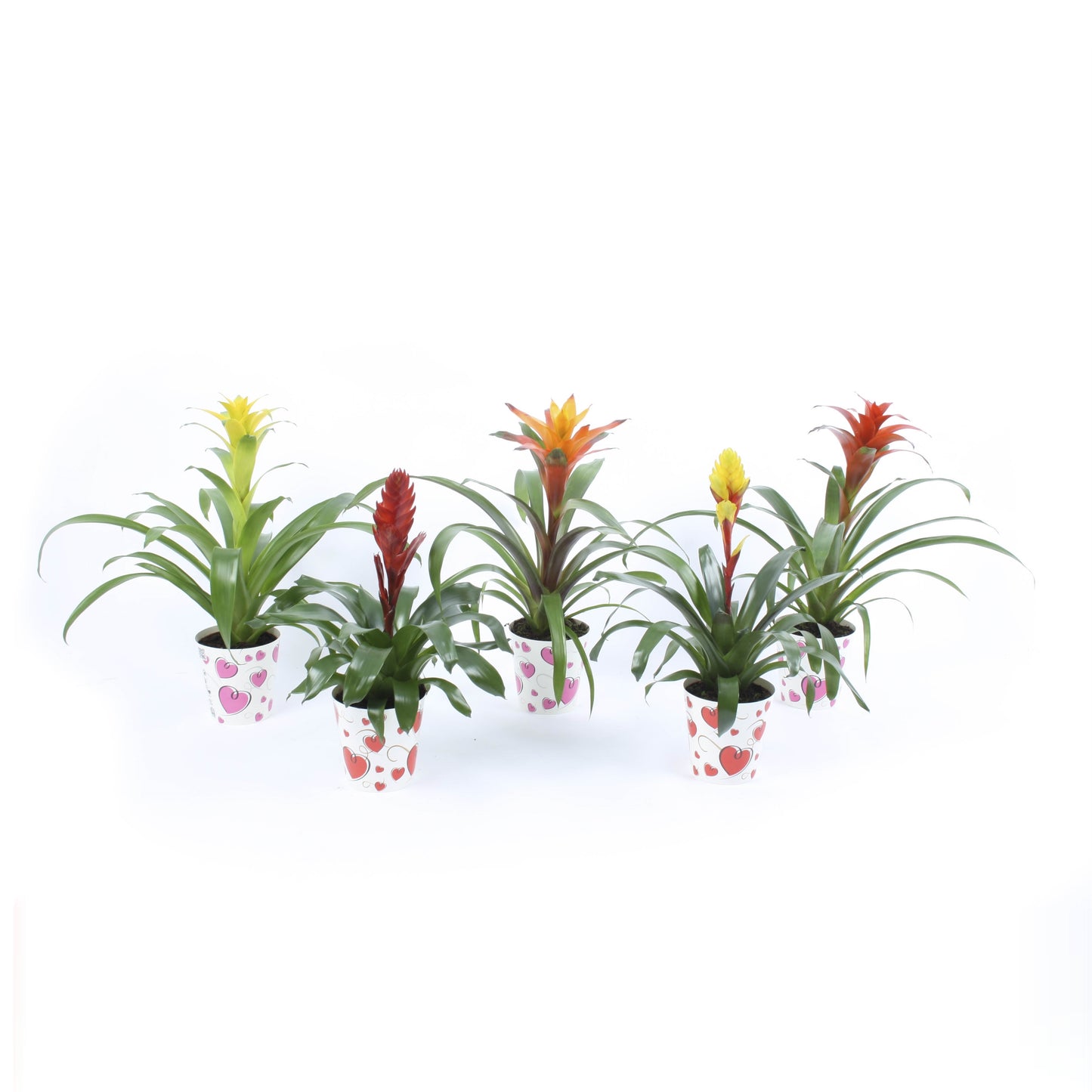 Bromelia mix 40cm 12.5cm Pot