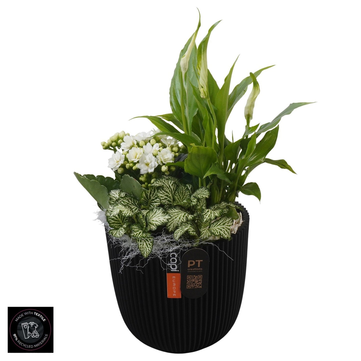 Indoor arrangement 31cm 13cm Pot