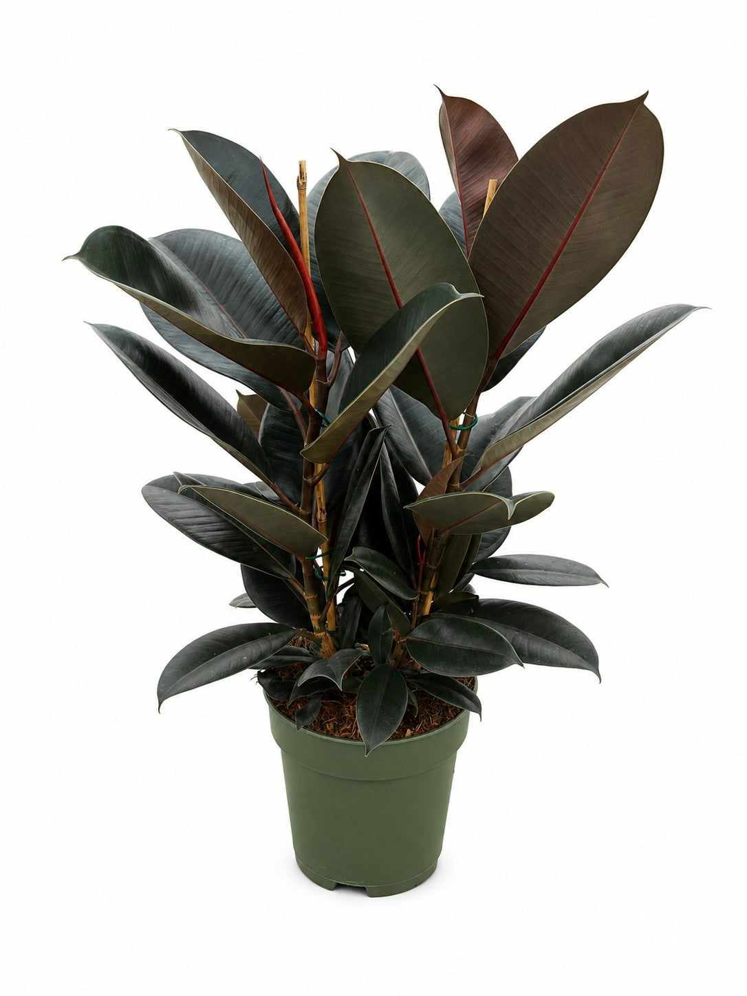 Ficus Abidjan 80cm 21cm Pot