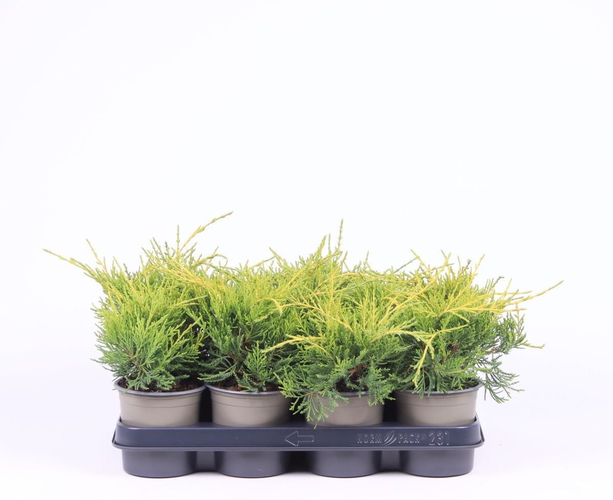 Juniperus Old Gold 20cm 11cm Pot