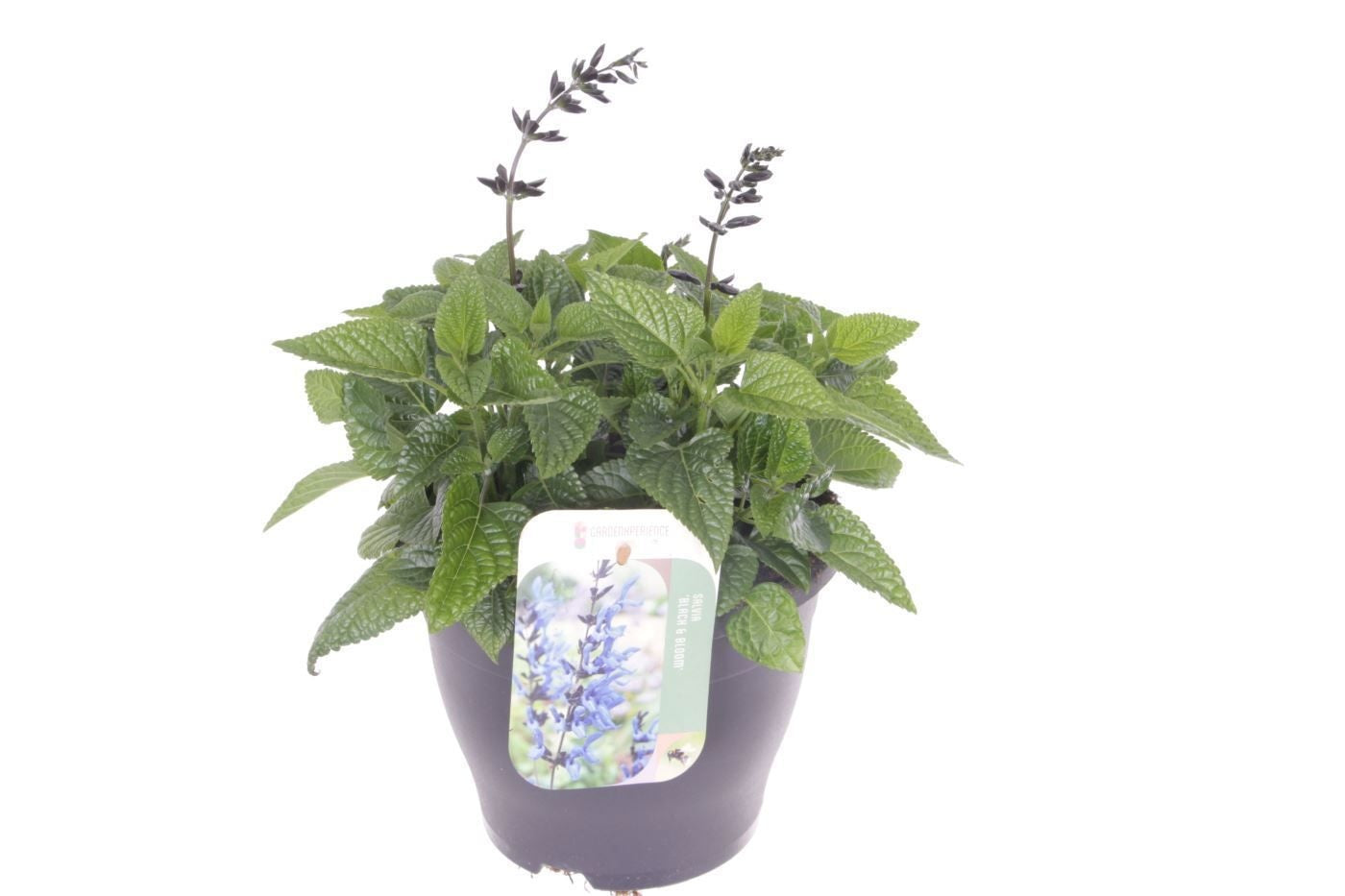 Salvia Black en Bloom 35cm 23cm Pot
