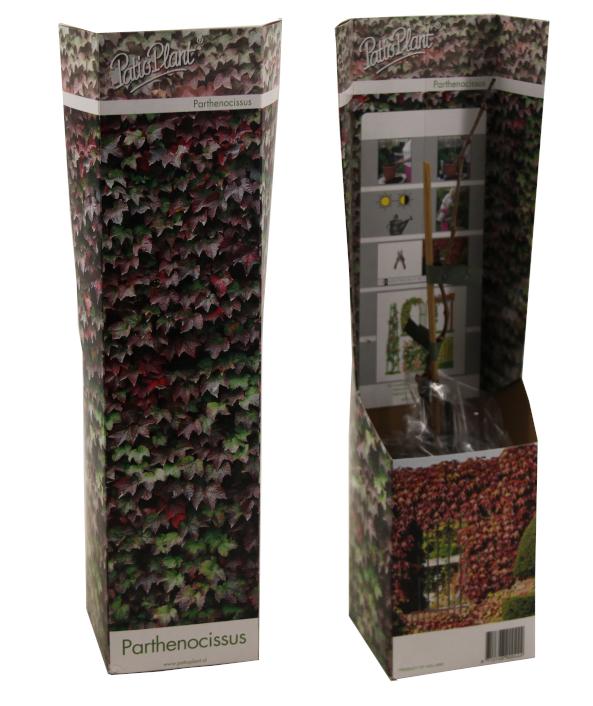Parthenocissus tri. Purpurea 30cm 9cm Pot