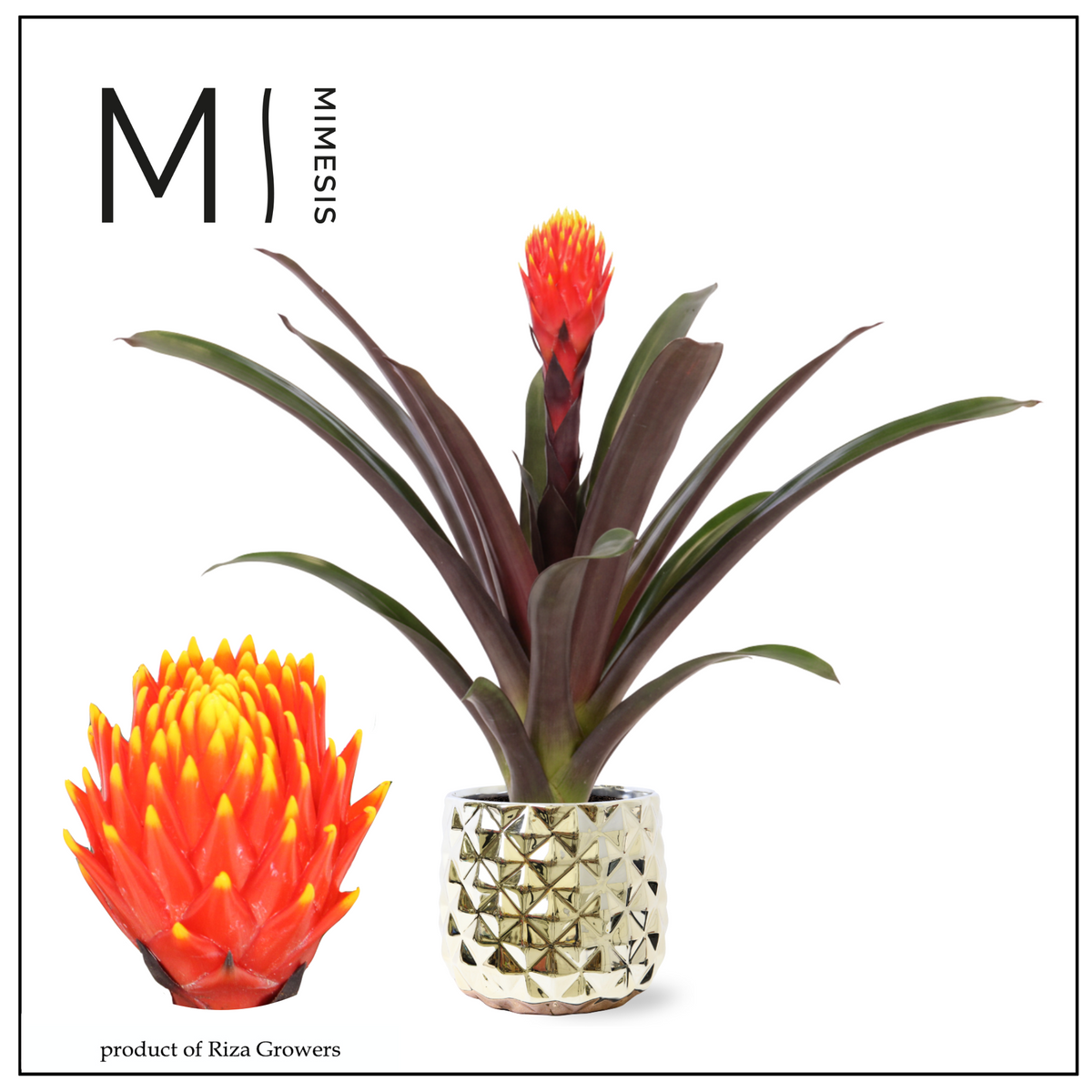 Guzmania Tala 43cm 12cm Pot