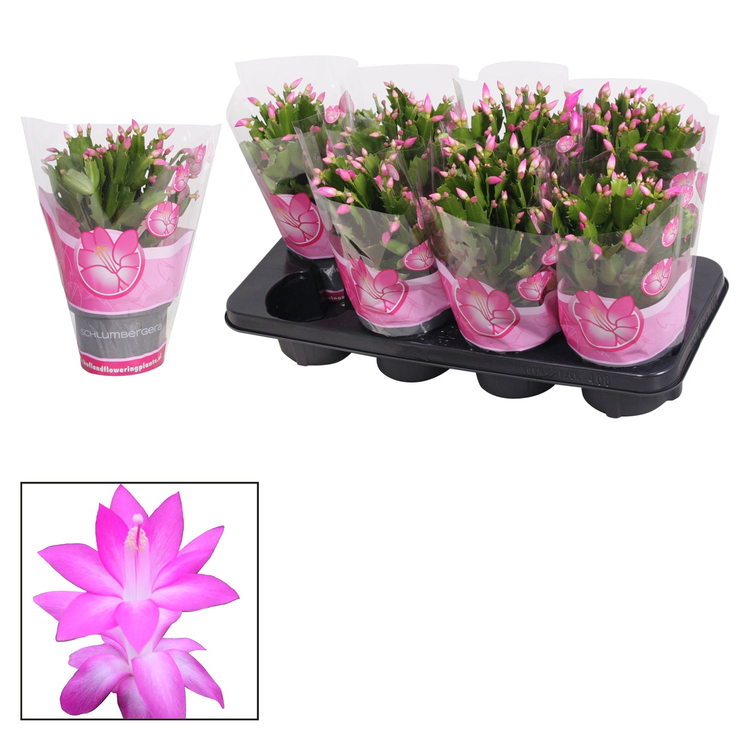Schlumbergera Naomi 27cm 13cm Pot