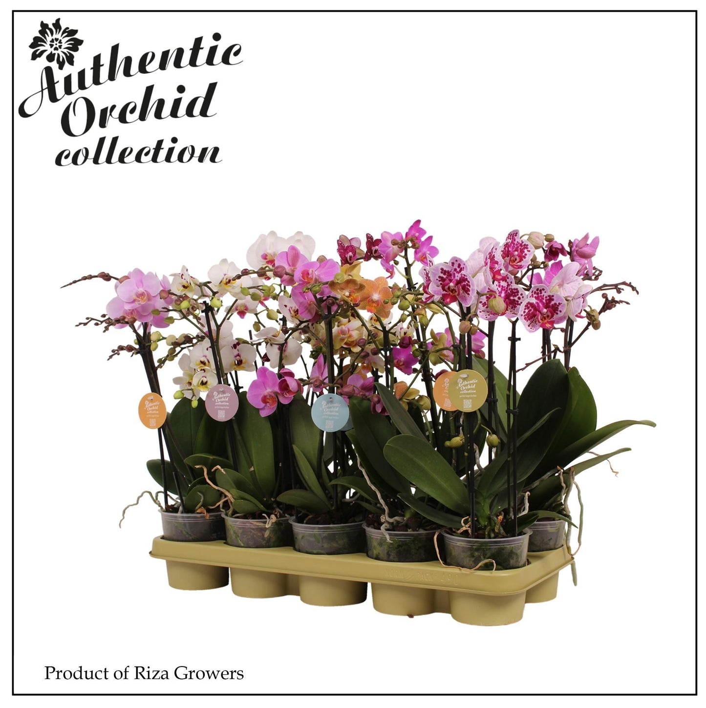 Phalaenopsis mix 50cm 12cm Pot