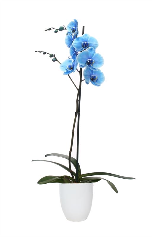 Phalaenopsis Hybrid 55cm 12cm Pot