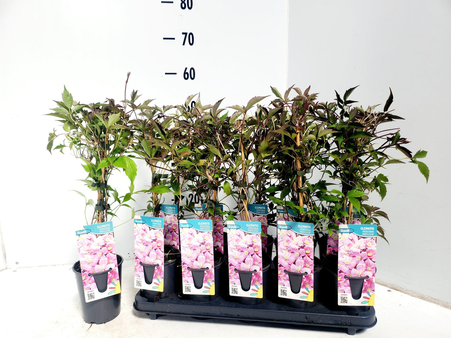 Clematis montana Mayleen 50cm 12cm Pot