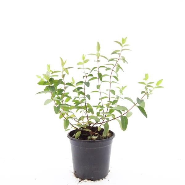 Boer, W.T.M. de Hypericum Hidcote Pack of 8