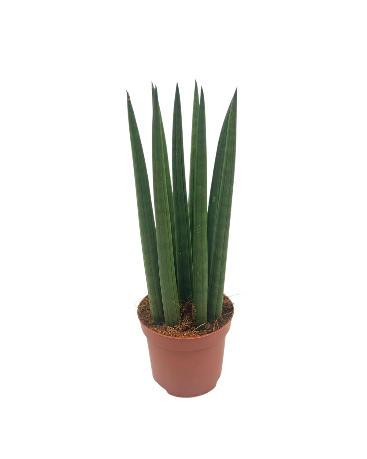 Sansevieria cylindrica 25cm 9cm Pot