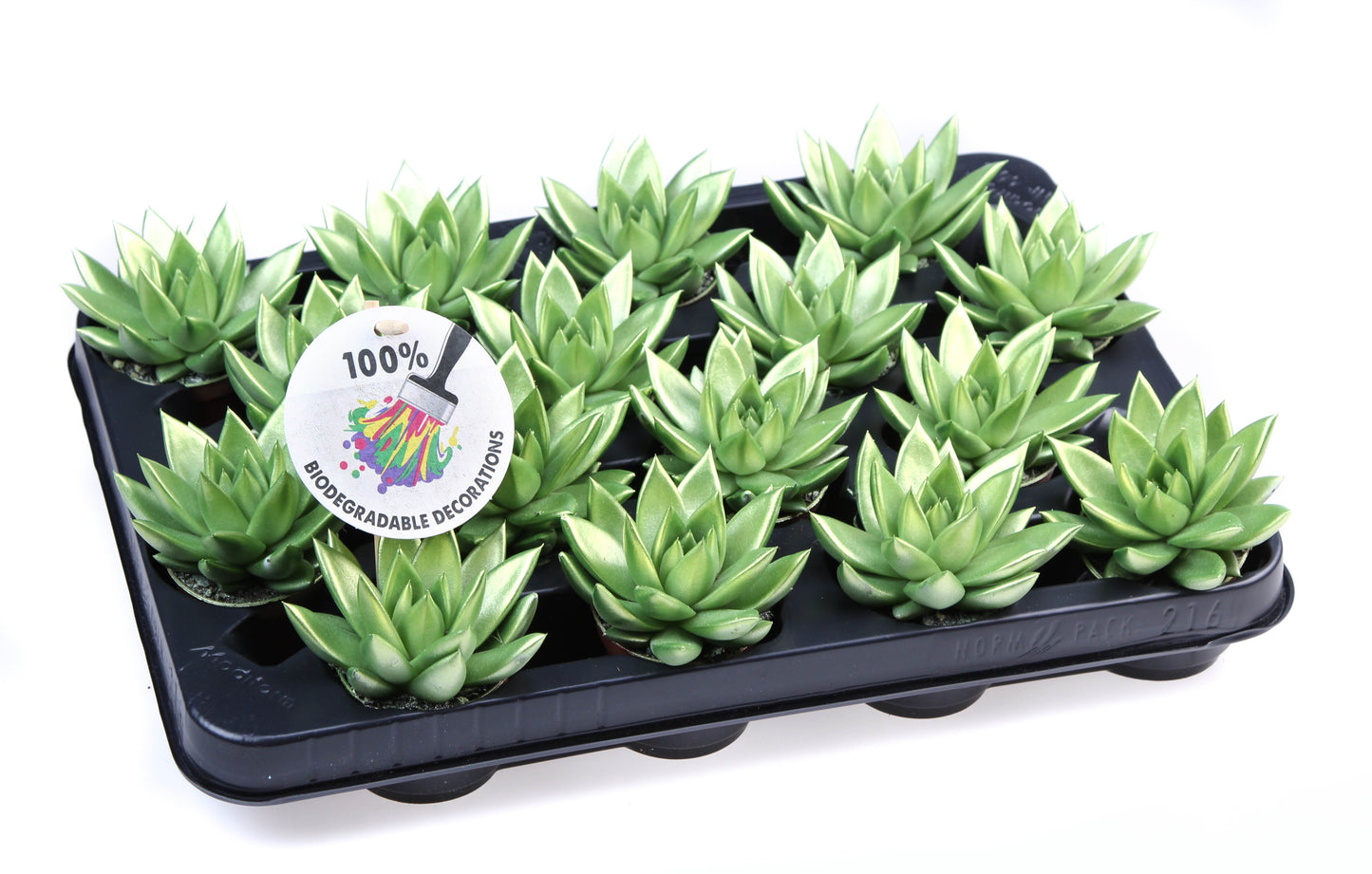 Rainbow Metallic green 8cm 506cm Pot