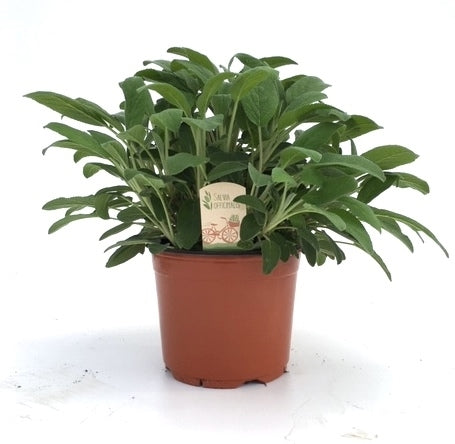Salvia officinalis (Sage) 45cm 18cm Pot