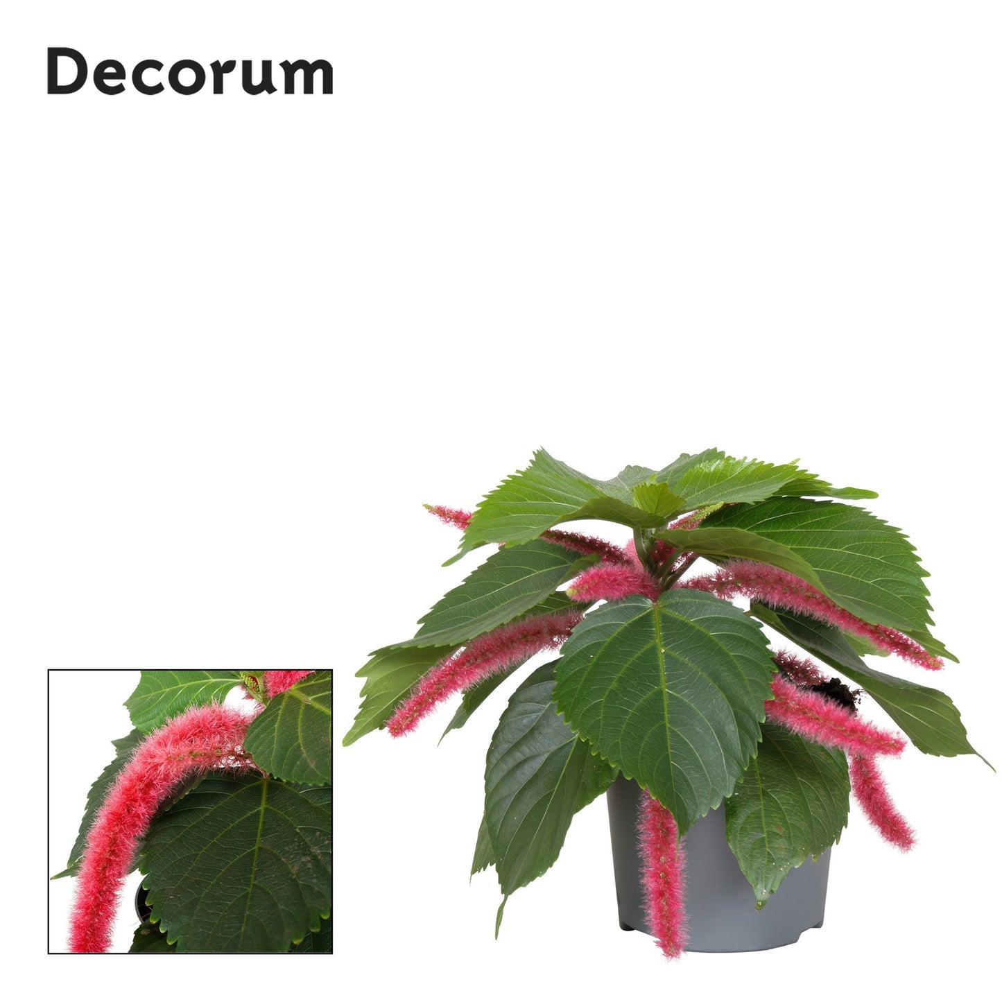 Richplant, VOF Acalypha Hispida Pink Pack of 6